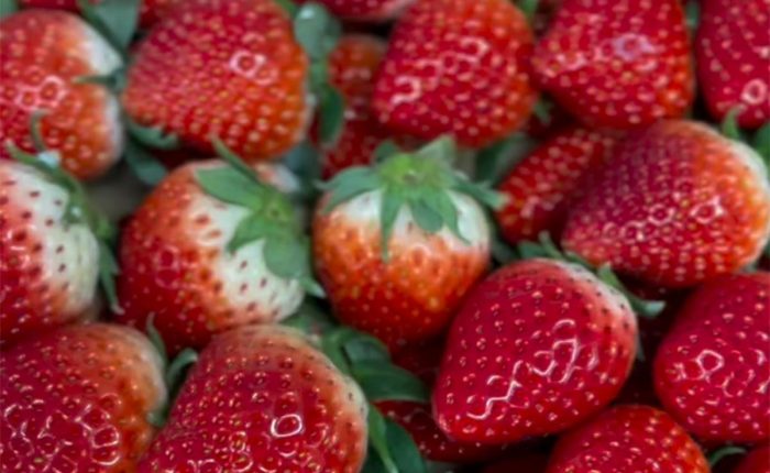 いちごタルトフェア