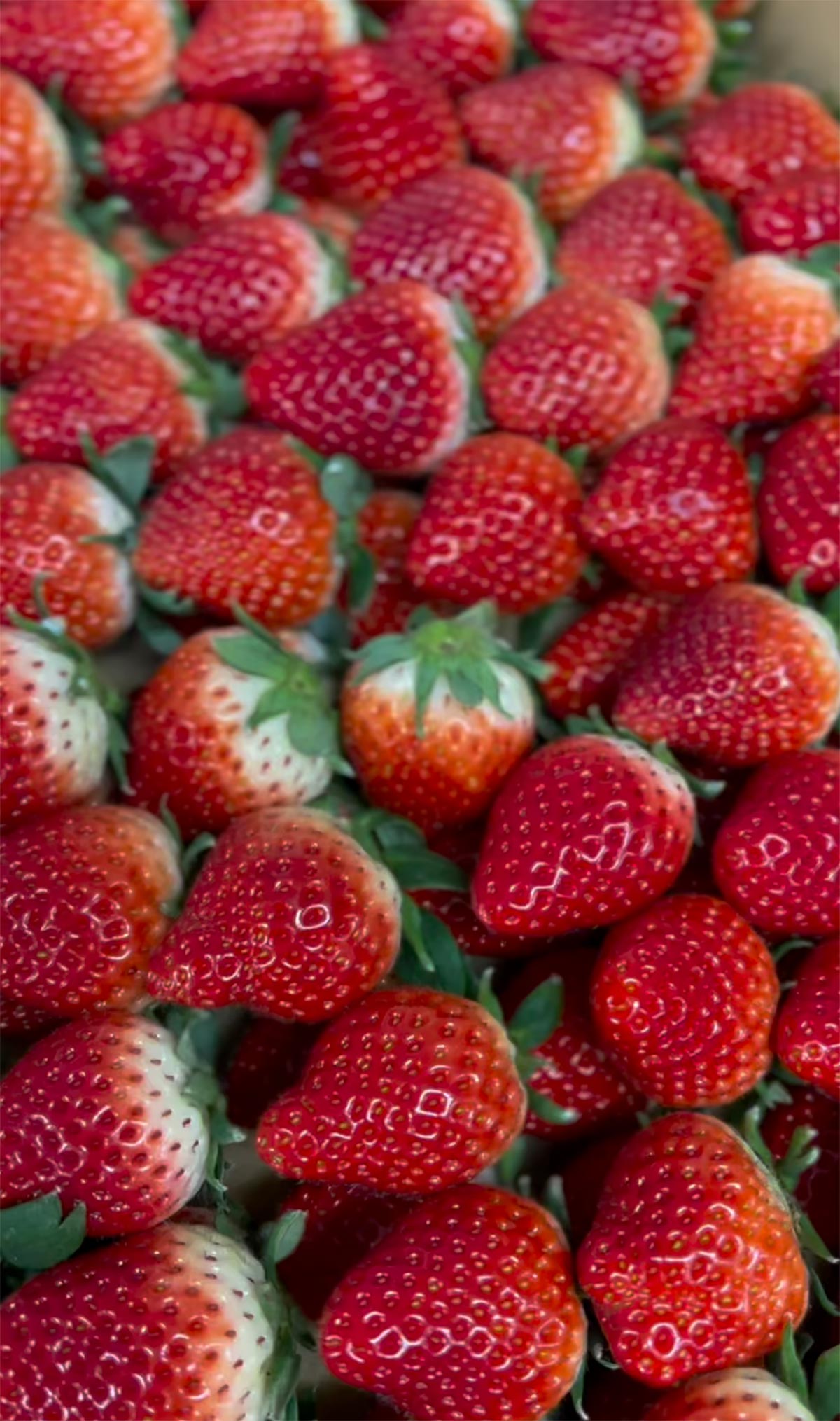 いちごタルトフェア